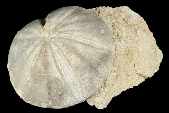 Jurassic Sea Urchin (Clypeus) Fossil In Rock - England #177051